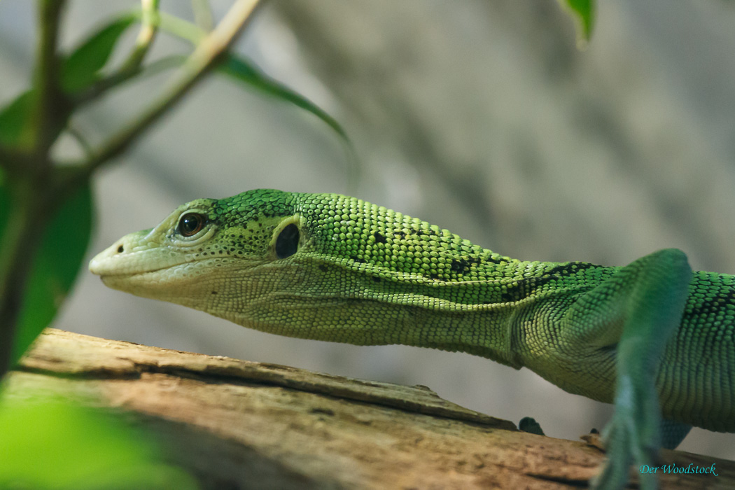 Der Prager Zoo beherbergt eine Vielzahl von Echsen