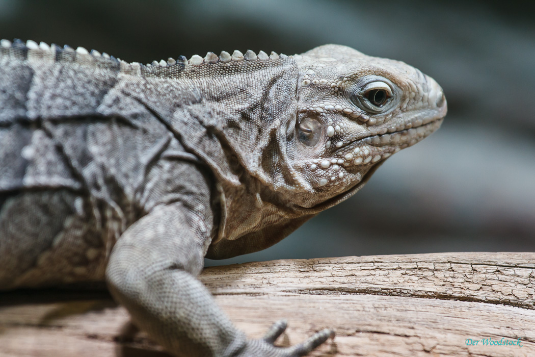 Der Prager Zoo beherbergt eine Vielzahl von Echsen