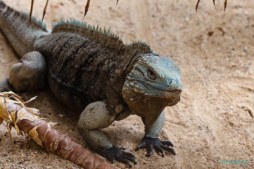 Der Prager Zoo beherbergt eine Vielzahl von Echsen